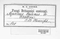 Lichenomphalia umbellifera image